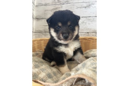 成約済の静岡県の柴犬-353466