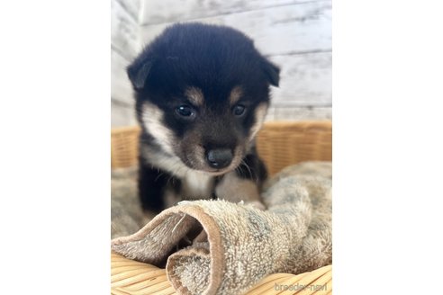 成約済の静岡県の柴犬-353466の6枚目