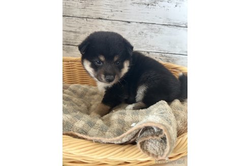 成約済の静岡県の柴犬-353466の3枚目