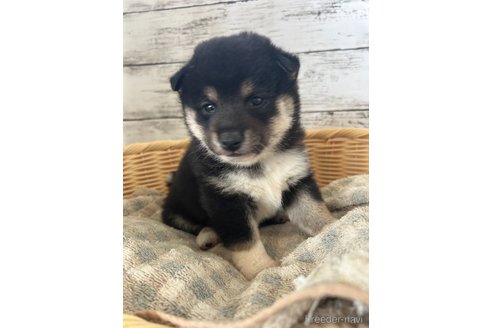 成約済の静岡県の柴犬-353466の4枚目