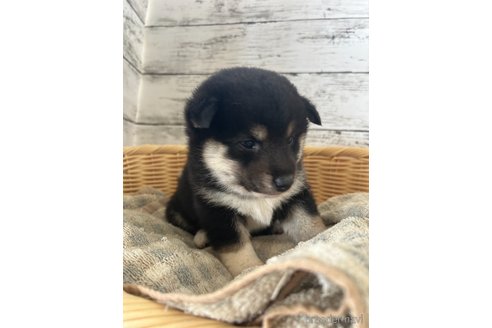 成約済の静岡県の柴犬-353466の5枚目