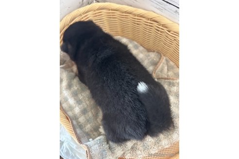 成約済の静岡県の柴犬-353466の7枚目