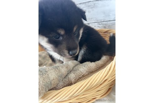 成約済の静岡県の柴犬-353466の8枚目