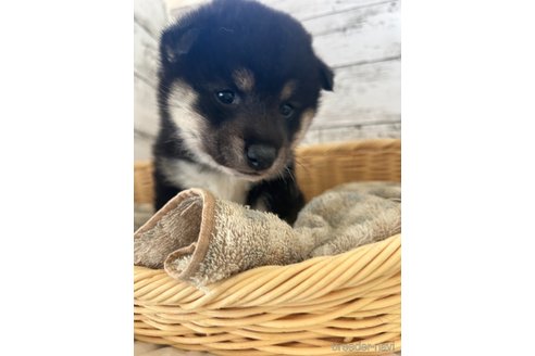 成約済の静岡県の柴犬-353466の2枚目