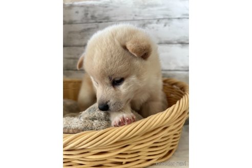 成約済の静岡県の柴犬-353474の8枚目