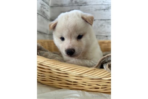 成約済の静岡県の柴犬-353475の1枚目