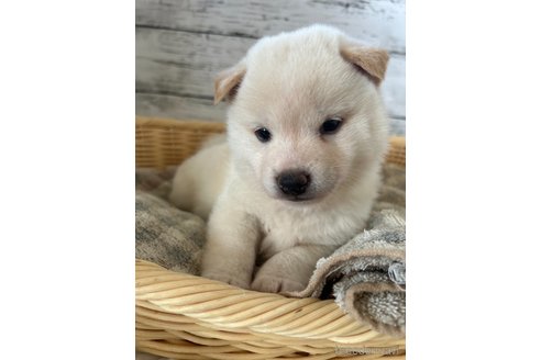 成約済の静岡県の柴犬-353475の3枚目