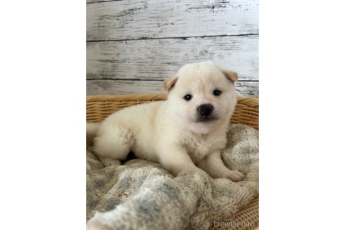 成約済の静岡県の柴犬-353475の4枚目