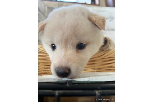 成約済の静岡県の柴犬-353475の2枚目