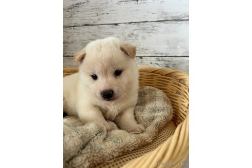 成約済の静岡県の柴犬-353475の5枚目
