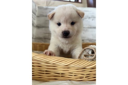 成約済の静岡県の柴犬-353475の6枚目