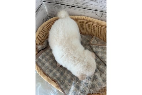 成約済の静岡県の柴犬-353475の8枚目