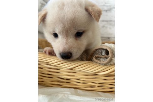 成約済の静岡県の柴犬-353475の7枚目
