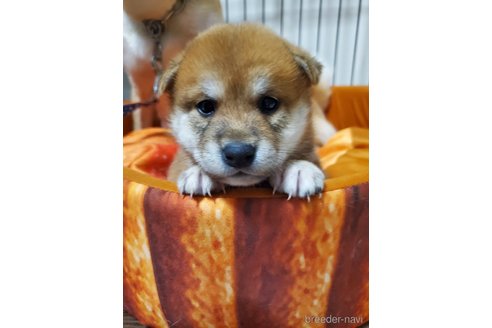 成約済の千葉県の柴犬-353490の6枚目