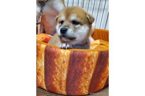成約済の千葉県の柴犬-353490の5枚目