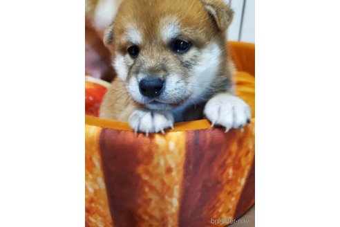 成約済の千葉県の柴犬-353490の4枚目