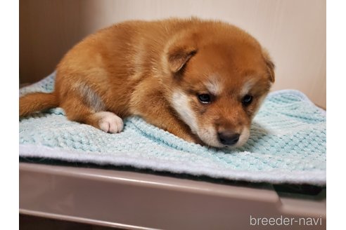 成約済の千葉県の柴犬-353490の3枚目
