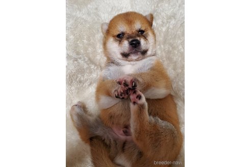 成約済の千葉県の柴犬-353490の2枚目