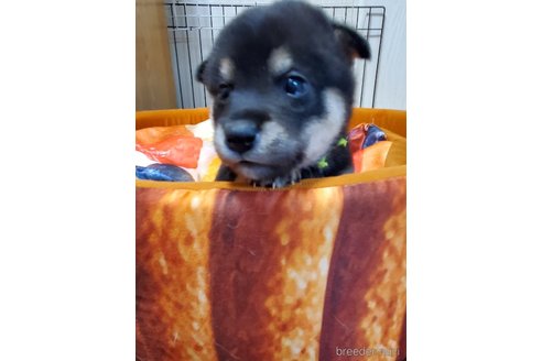 成約済の千葉県の柴犬-353497の4枚目