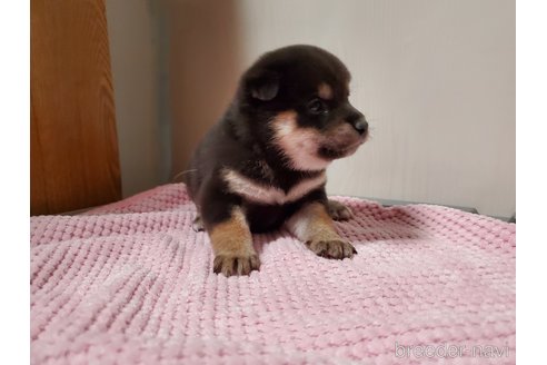成約済の千葉県の柴犬-353497の3枚目
