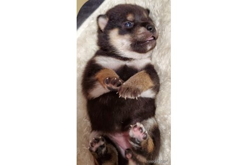 成約済の千葉県の柴犬-353497の2枚目