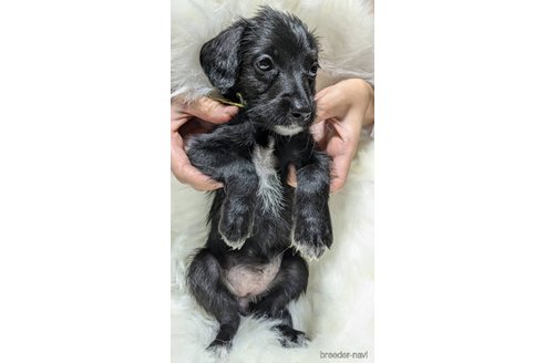 成約済の熊本県のミックス犬-353501の11枚目