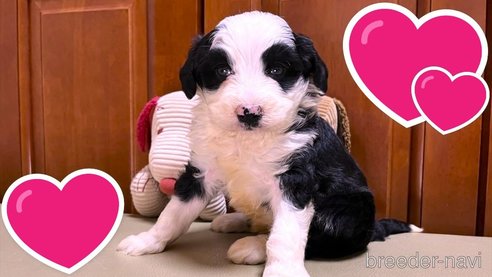 成約済の茨城県のミックス犬-353510の4枚目