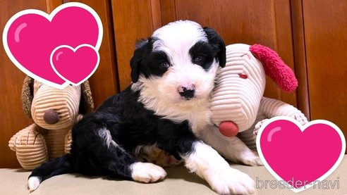 成約済の茨城県のミックス犬-353510の6枚目
