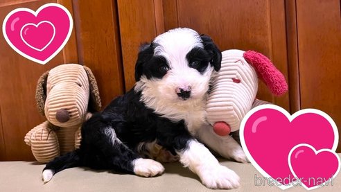 成約済の茨城県のミックス犬-353510の5枚目