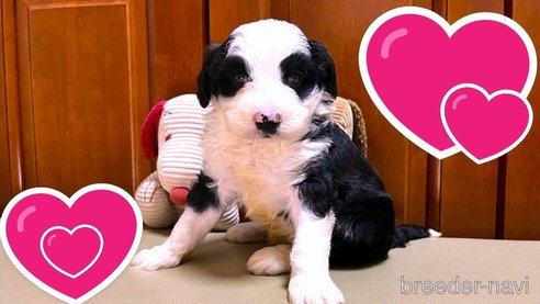成約済の茨城県のミックス犬-353510の3枚目