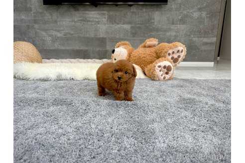成約済の滋賀県のタイニープードル-353524の5枚目
