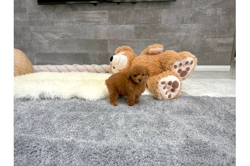 成約済の滋賀県のタイニープードル-353524の3枚目