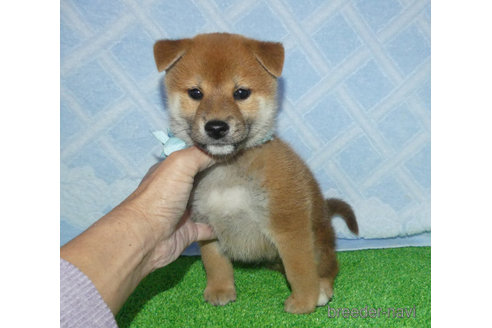 成約済の静岡県の柴犬-353542の5枚目