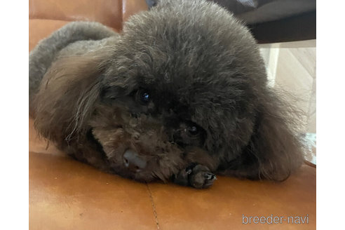 ナプゥちゃん1枚目