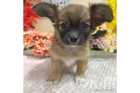 成約済の広島県のミックス犬-347566の1枚目