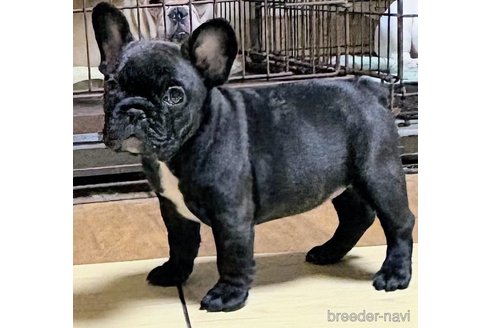 成約済の愛媛県のフレンチブルドッグ-348949の53枚目