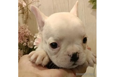 成約済の愛知県のフレンチブルドッグ-350998の1枚目