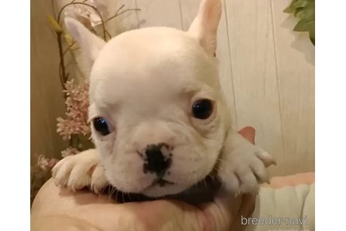 成約済の愛知県のフレンチブルドッグ-350998の4枚目