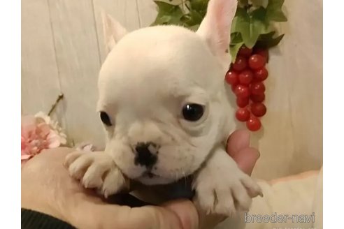 成約済の愛知県のフレンチブルドッグ-350998の2枚目