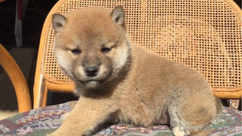 成約済の岡山県の柴犬-353641の1枚目