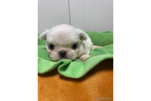 成約済の滋賀県のペキニーズ-350112の24枚目