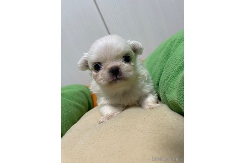 成約済の滋賀県のペキニーズ-350112の23枚目