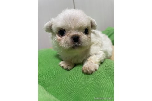 成約済の滋賀県のペキニーズ-350112の21枚目