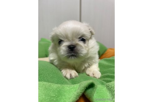 成約済の滋賀県のペキニーズ-350340の23枚目