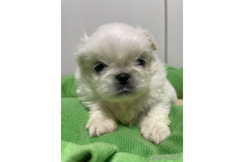 成約済の滋賀県のペキニーズ-350340の22枚目