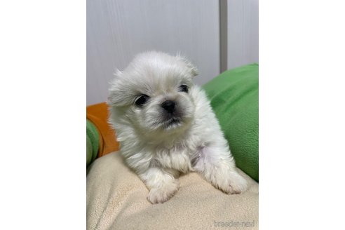成約済の滋賀県のペキニーズ-350340の21枚目