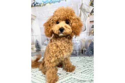 成約済の千葉県のタイニープードル-331669の6枚目