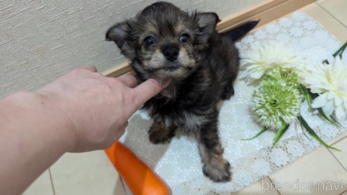 成約済の広島県のチワプー:チワワ×トイプードル-345220の19枚目