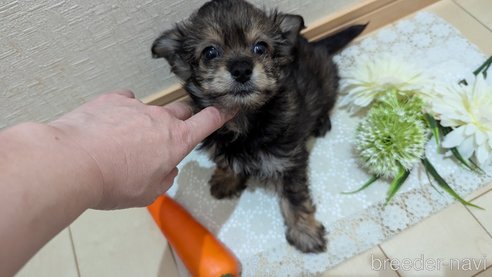 成約済の広島県のチワプー:チワワ×トイプードル-345220の18枚目