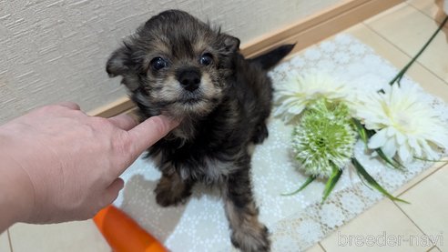 成約済の広島県のチワプー:チワワ×トイプードル-345220の17枚目
